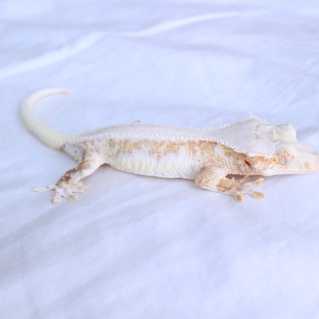 Lilly White Yellow Cream Creamsicle