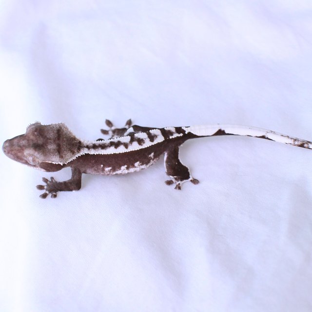 Sable Axanthic