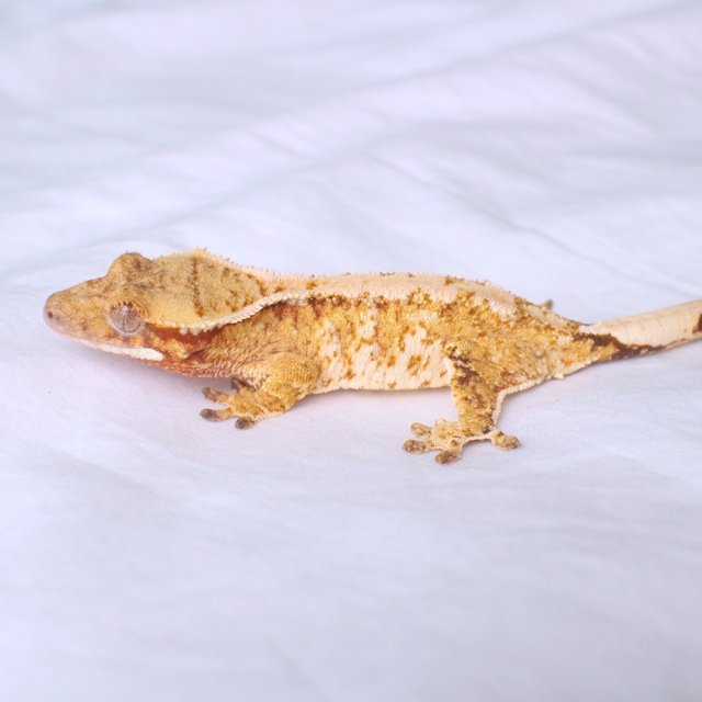 노멀 레드 드리피 화이트스팟