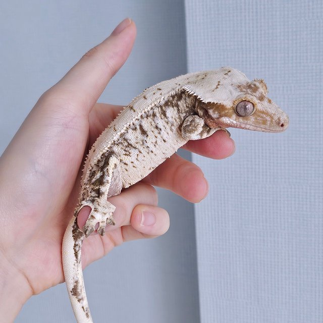 노멀 드리피 화이트스팟