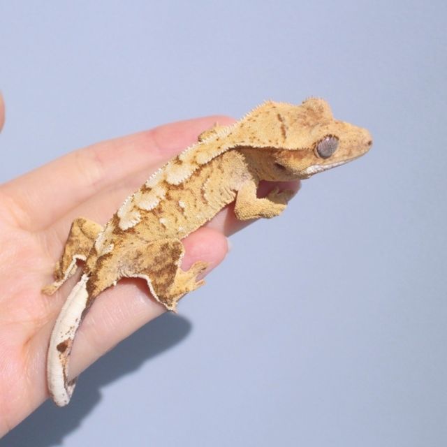 노멀 옐로우