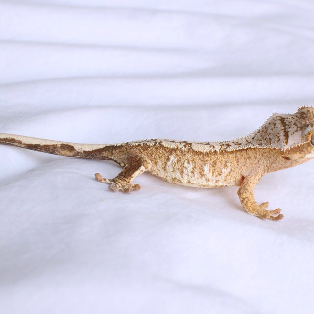 노멀 화이트스팟 옐로우 크림 크림시클