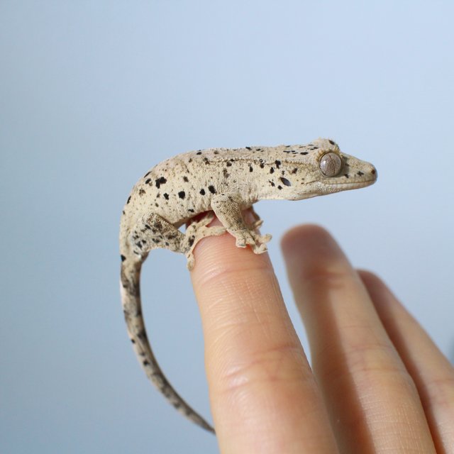 노멀 달마시안 슈퍼달마시안