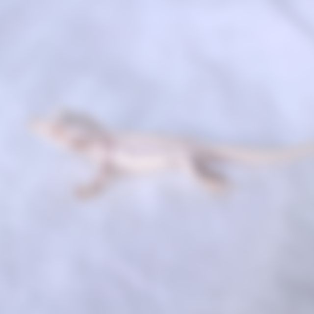 노멀