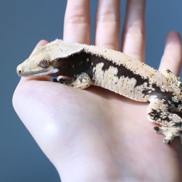 노멀 솔리드백 드리피 화이트스팟 블랙