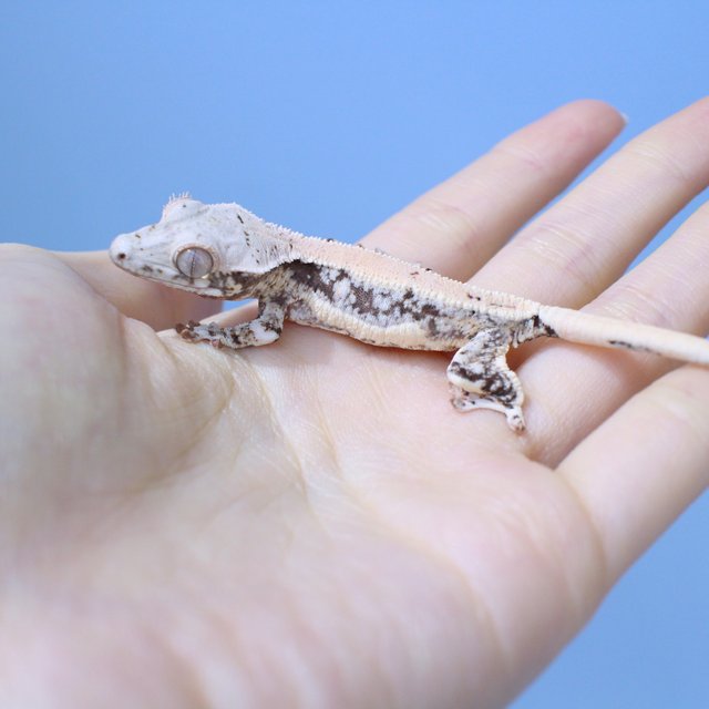 100% Het Chocho Lilly White