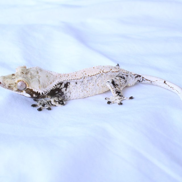 Normal Drippy White Spot Black White