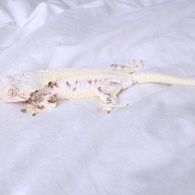 릴리화이트 솔리드백