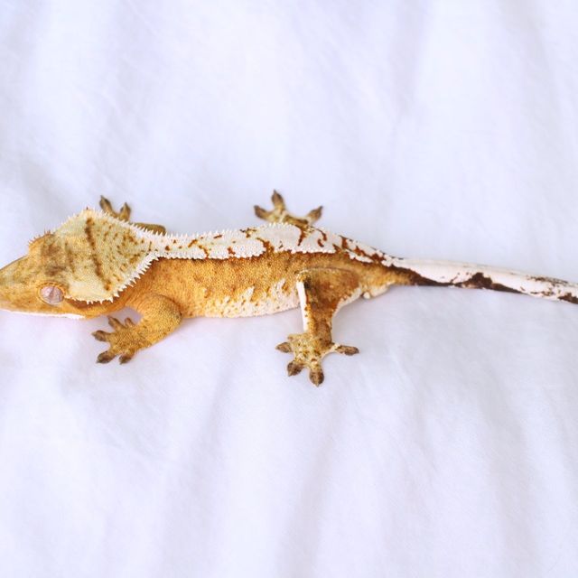 노멀 크림시클 크림 옐로우