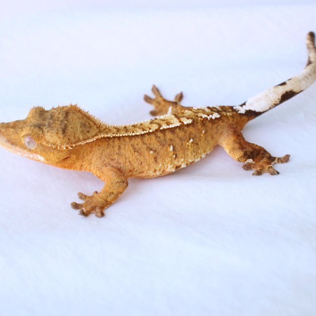 100% Het Axanthic Creamsicle