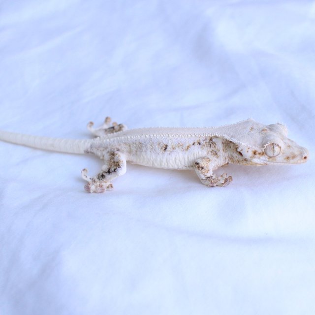 Lilly White