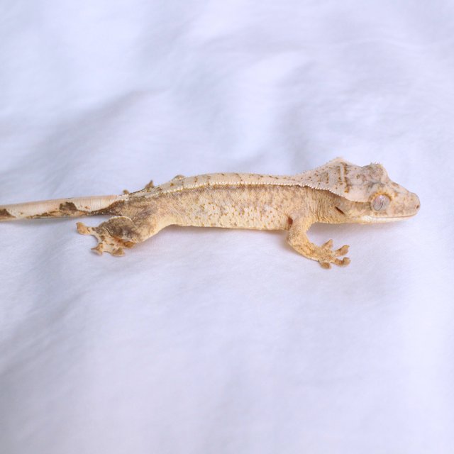 노멀 드리피 화이트스팟 옐로우 크림 크림시클