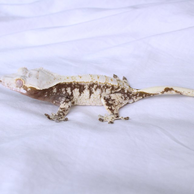 Normal Drippy White Spot