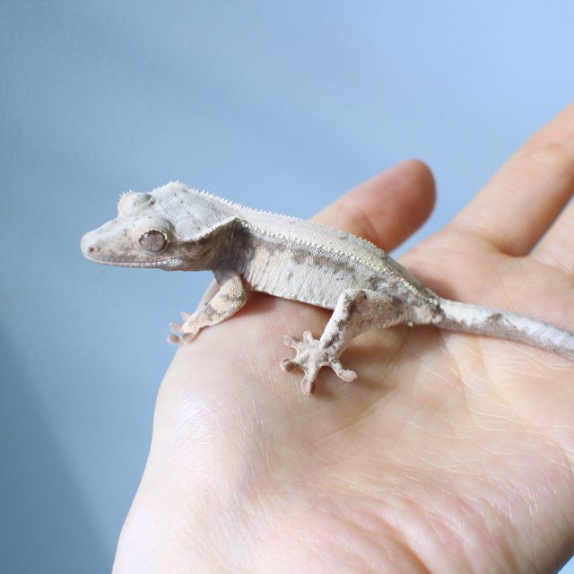 세이블 드리피 화이트스팟