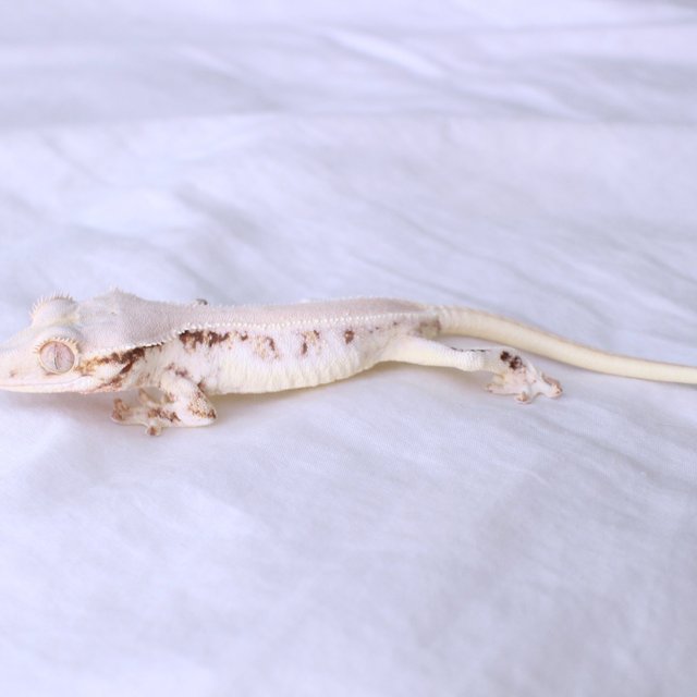 Lilly White Solid Back