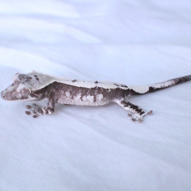 Sable Axanthic