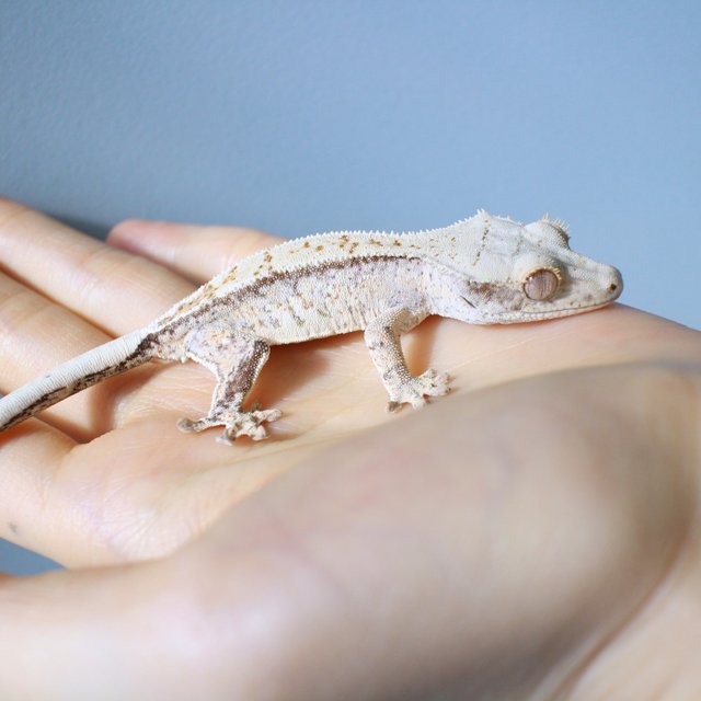 노멀 드리피 화이트스팟