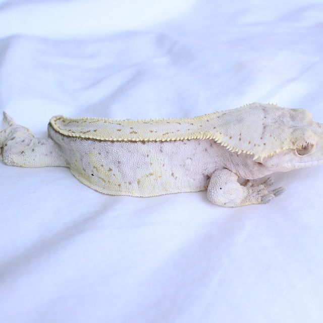 노멀 옐로우 크림 크림시클