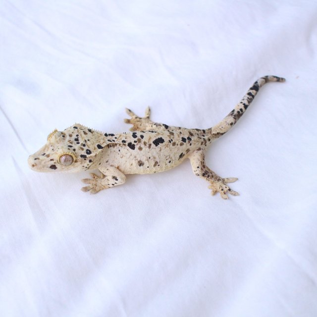 Normal Super Dalmatian