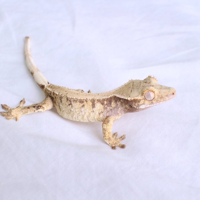 노멀 드리피 화이트스팟