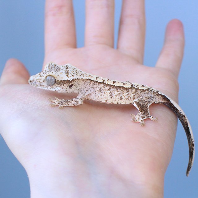 노멀 화이트스팟 옐로우 크림 크림시클