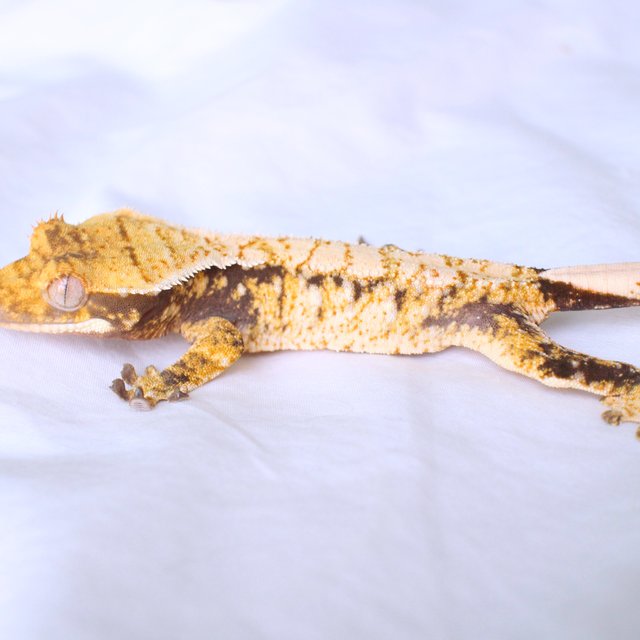 Normal Tri Drippy White Spot