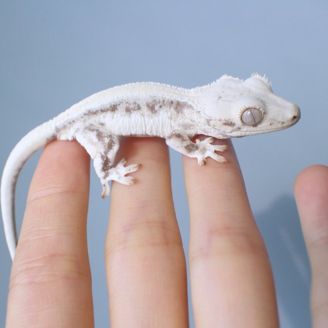 Lilly White