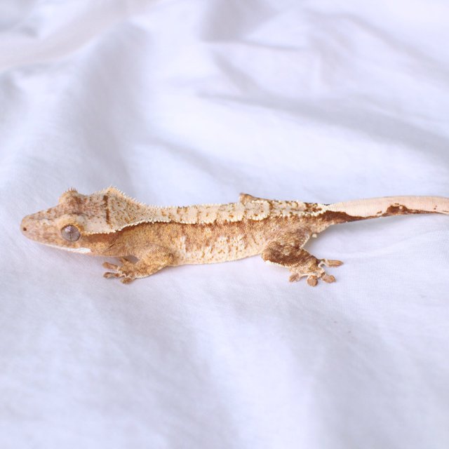 노멀 드리피 화이트스팟 옐로우 크림 크림시클