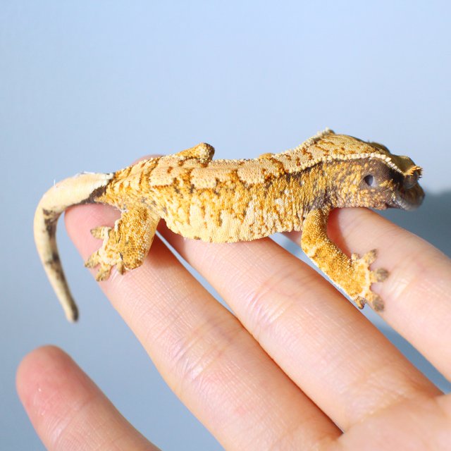 노멀 드리피 화이트스팟