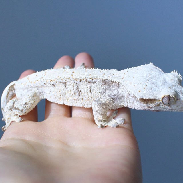 노멀 드리피 화이트스팟