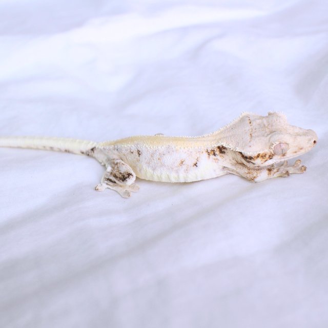 Lilly White