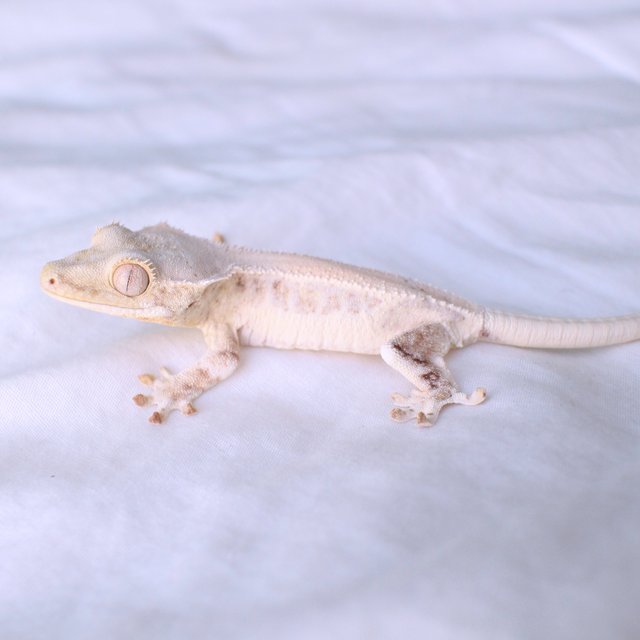 Lilly White