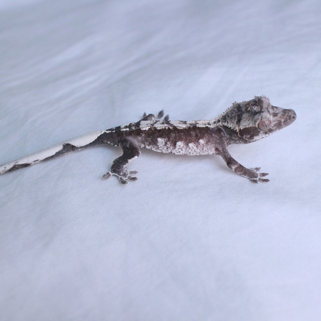 Axanthic