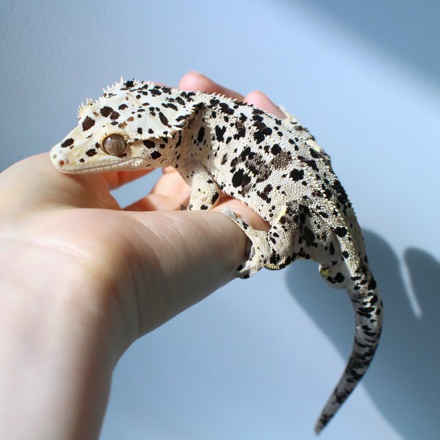 달마시안 슈퍼달마시안