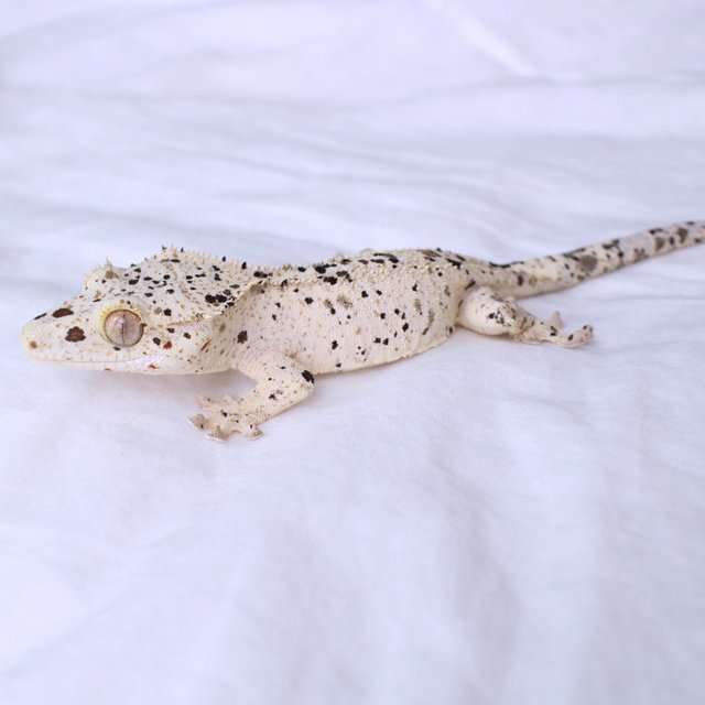 Super Dalmatian