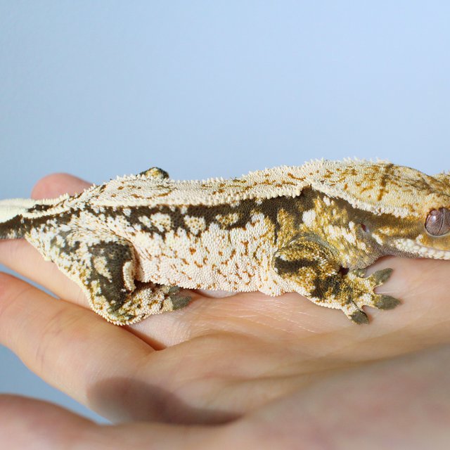 노멀 드리피 화이트스팟