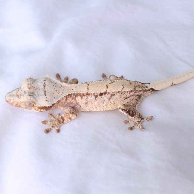 Normal White Spot Drippy