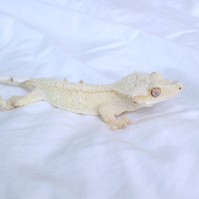 Cream Creamsicle Phantom Yellow Normal
