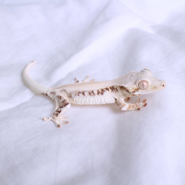 Lilly White