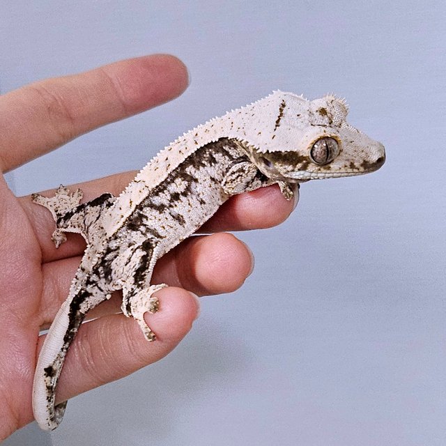 노멀 드리피 화이트스팟