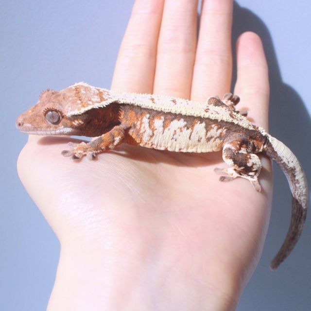 세이블