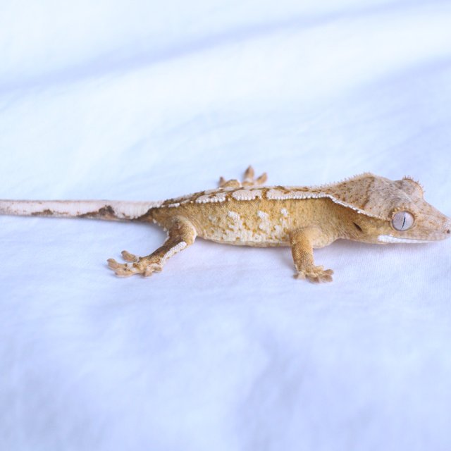 노멀 화이트스팟 옐로우 크림 크림시클