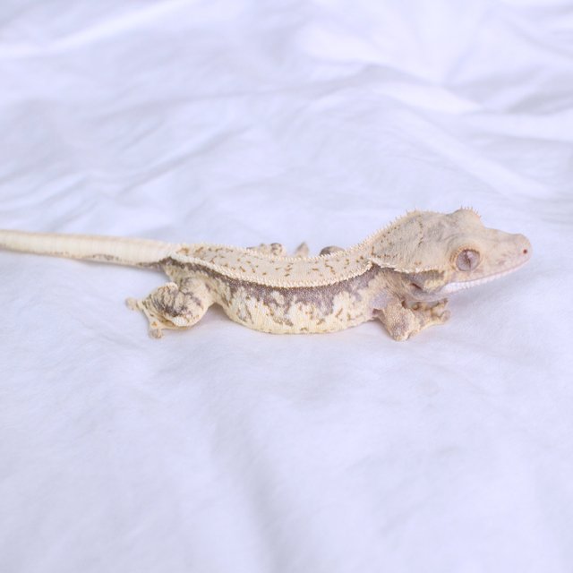 Normal Quad Full Pinstripe White Spot