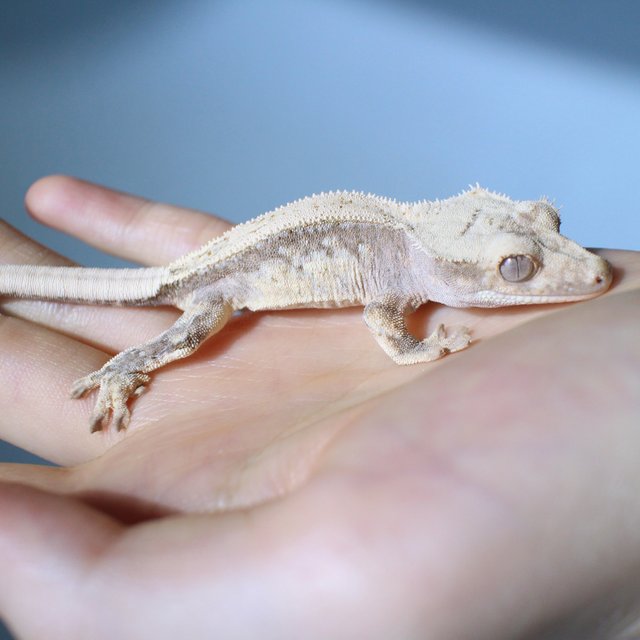 노멀 드리피 화이트스팟