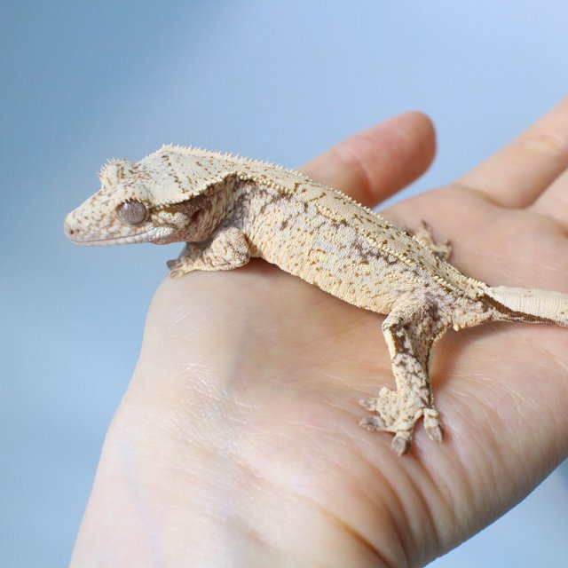 노멀 드리피 화이트스팟