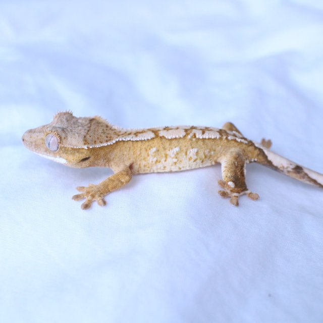 노멀 화이트스팟 옐로우 크림 크림시클