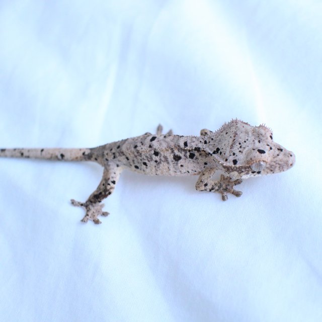 Normal Super Dalmatian