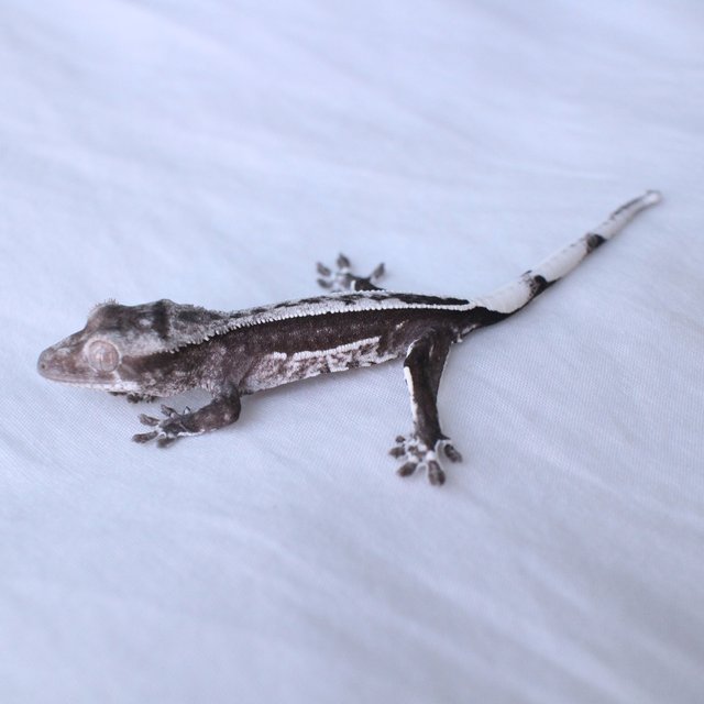 Axanthic