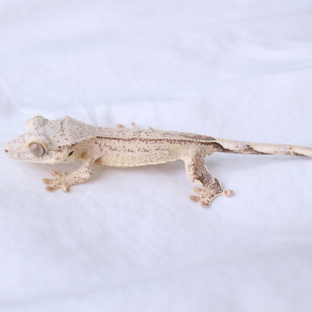 Normal Phantom Yellow Cream Creamsicle