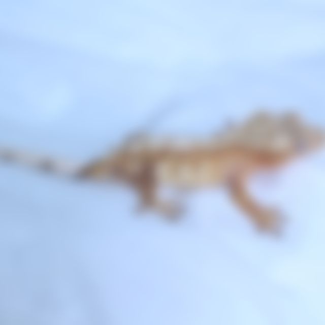 노멀